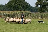 BORDER COLLIE - MOUTONS 023